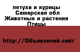 петуха и курицы - Самарская обл. Животные и растения » Птицы   